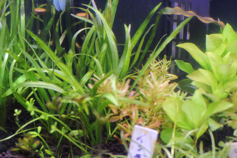 植栽から21日目　チェーンアマゾン